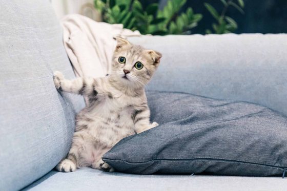 grey kitten on light blue sofa looking shocked illustration Stupid things people say about endometriosis best fertility now article