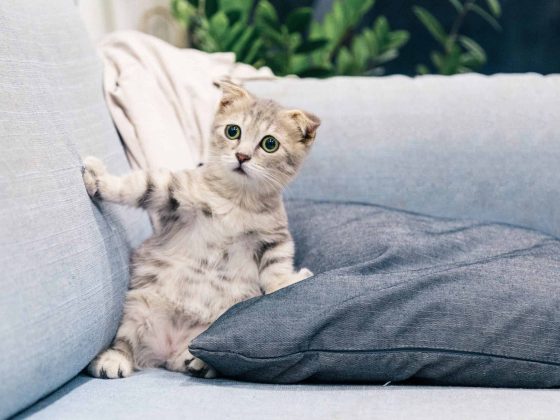 grey kitten on light blue sofa looking shocked illustration Stupid things people say about endometriosis best fertility now article