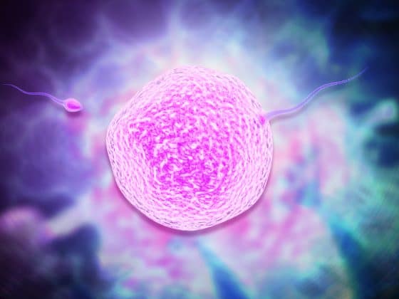 Embryo and sperm