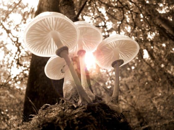 wild mushrooms